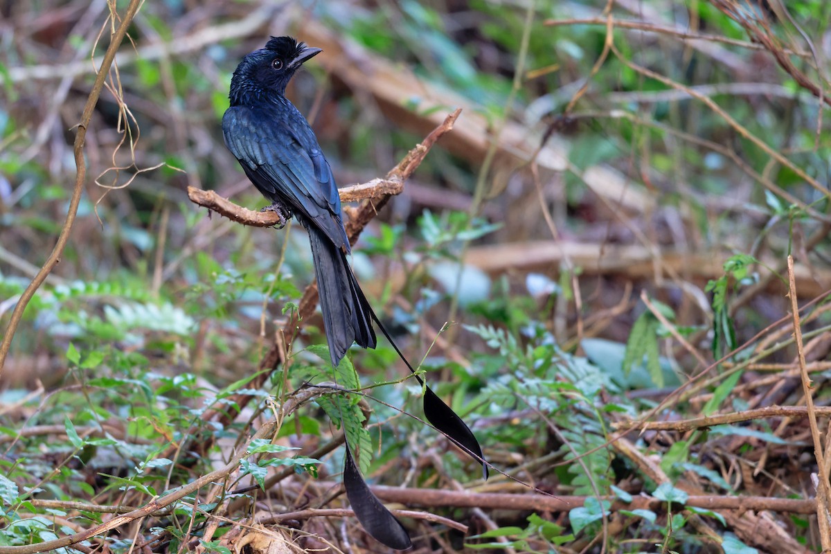 Райский дронго - ML646508326