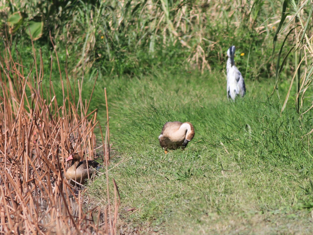 husa velká - ML646508327