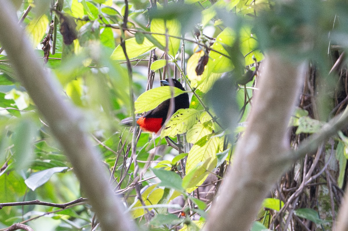 コシアカフウキンチョウ - ML646508330