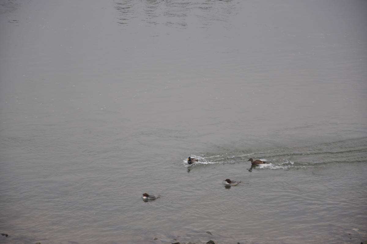 kachna divoká - ML646508336