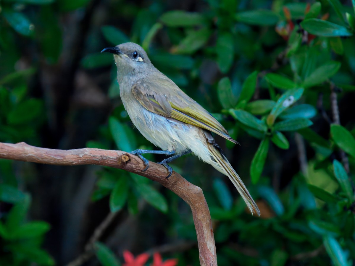 Бурый медолюб - ML646508337