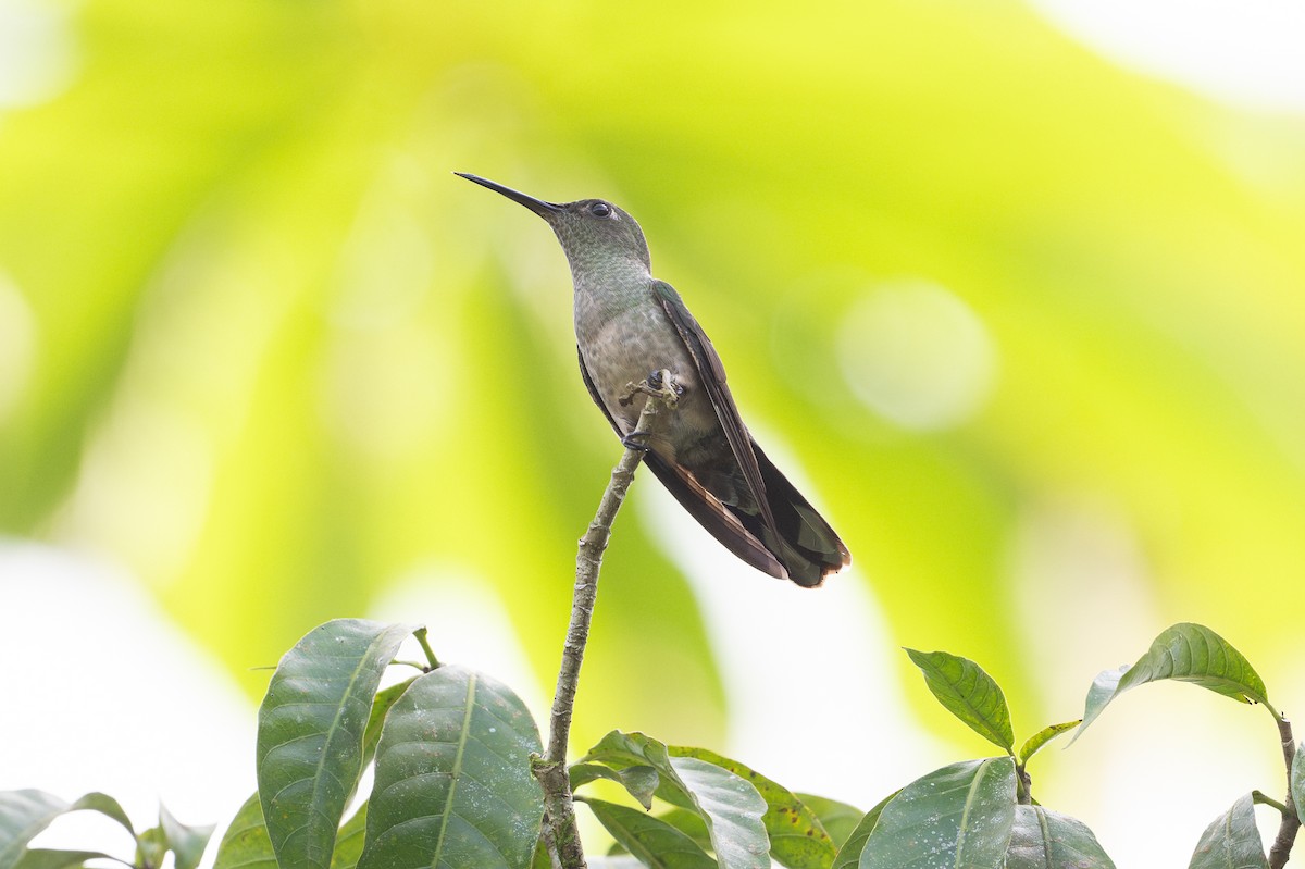 セイガイハチドリ - ML646508338