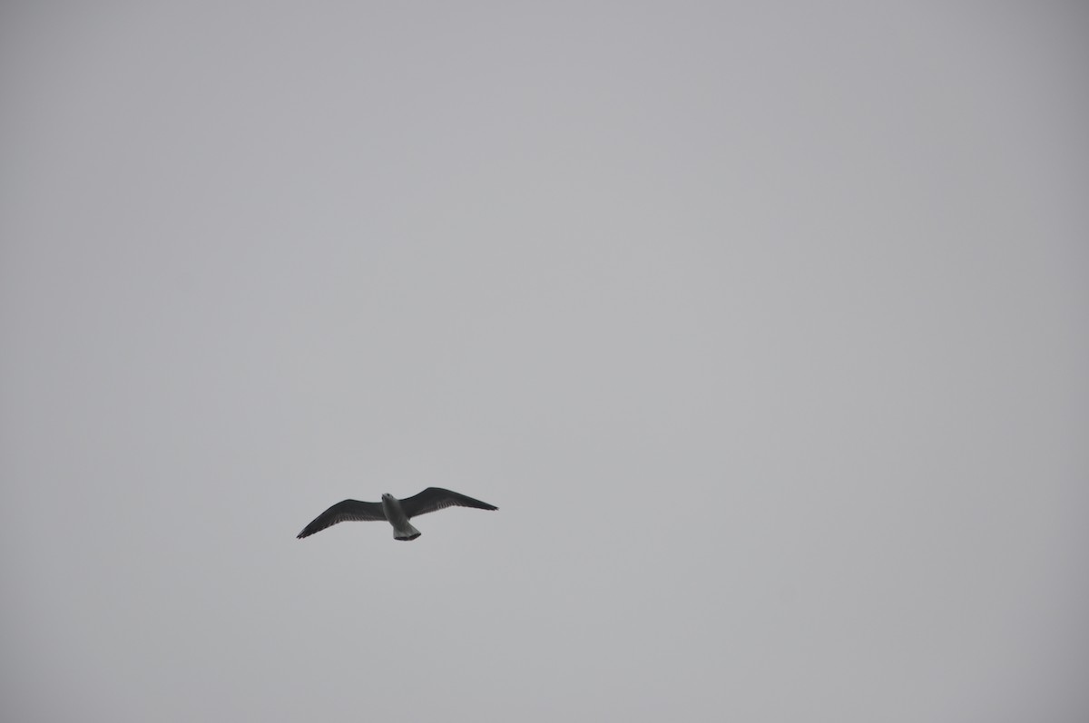 racek chechtavý - ML646508339