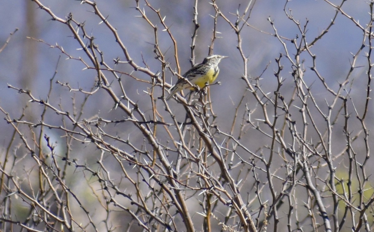 Chihuahuan Meadowlark - ML646508340