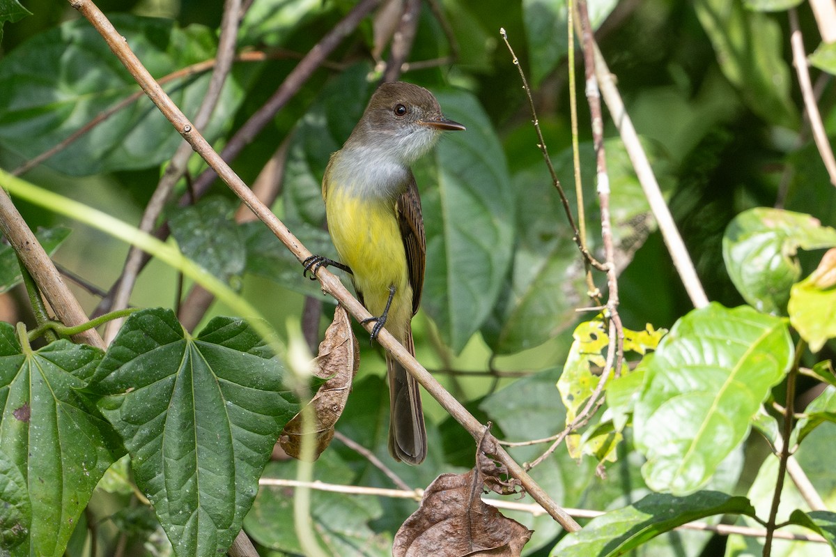 オリーブヒタキモドキ - ML646508341