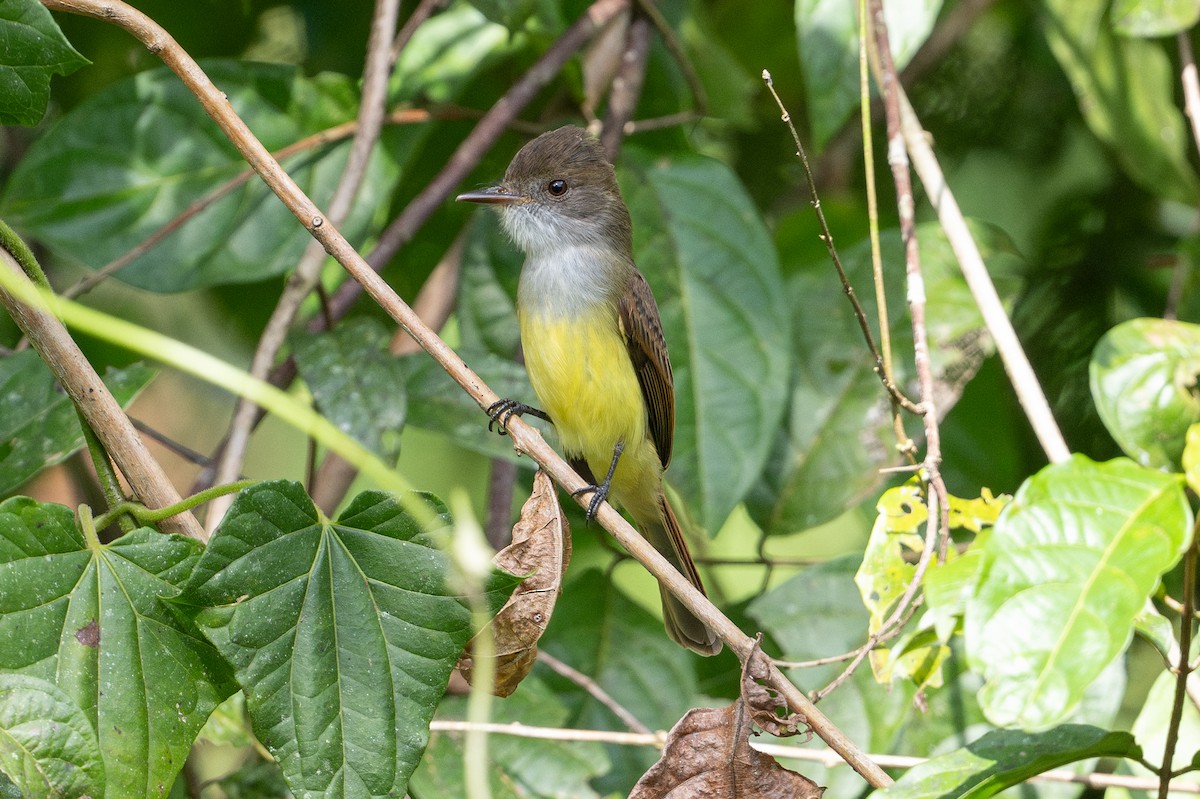 オリーブヒタキモドキ - ML646508342