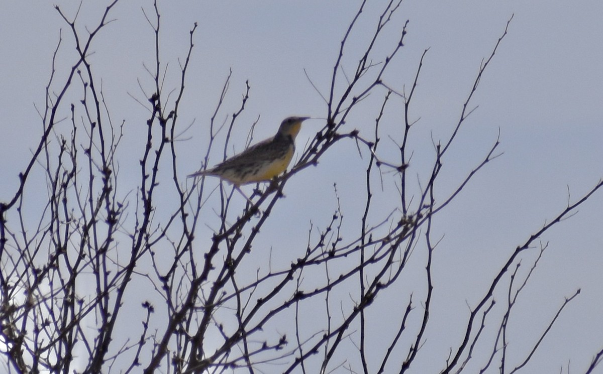 Chihuahuan Meadowlark - ML646508343
