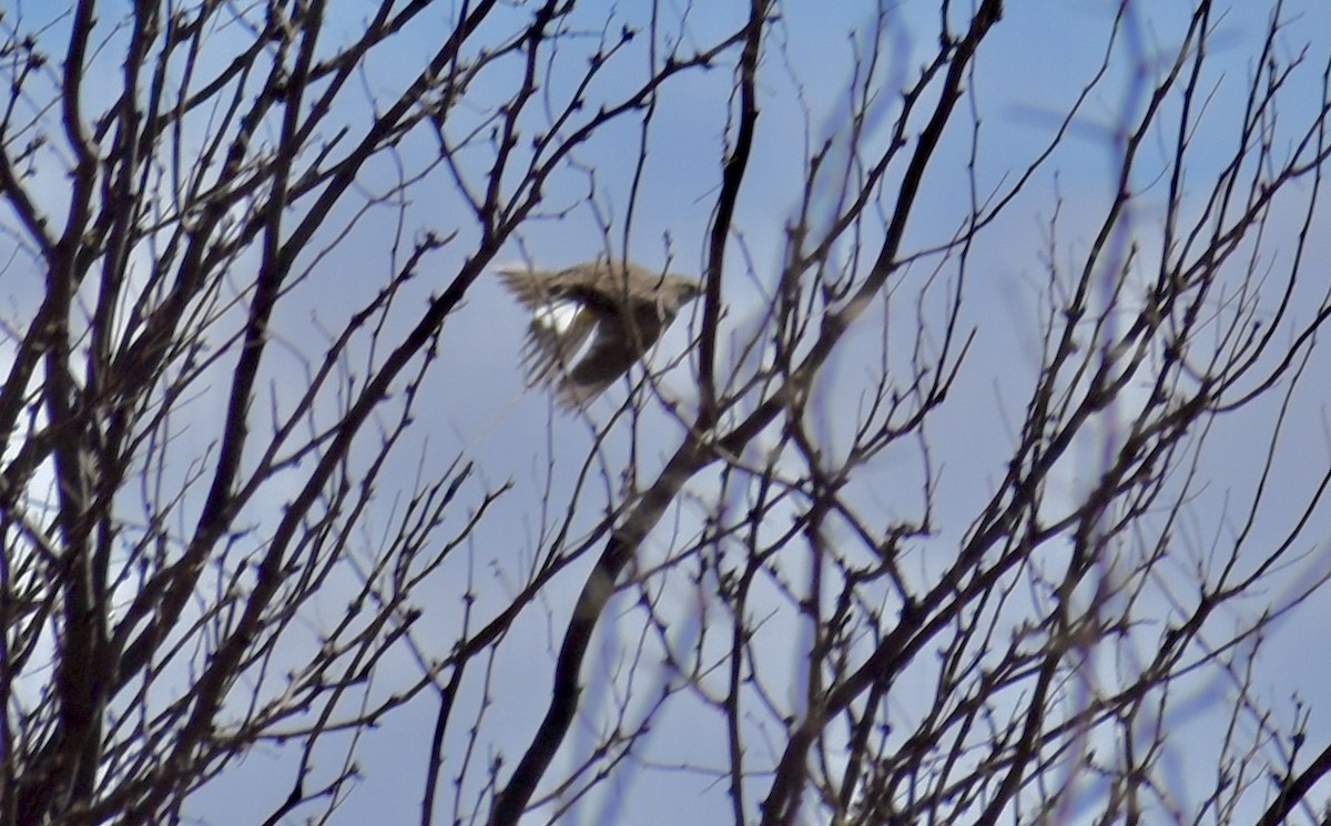 Chihuahuan Meadowlark - ML646508344