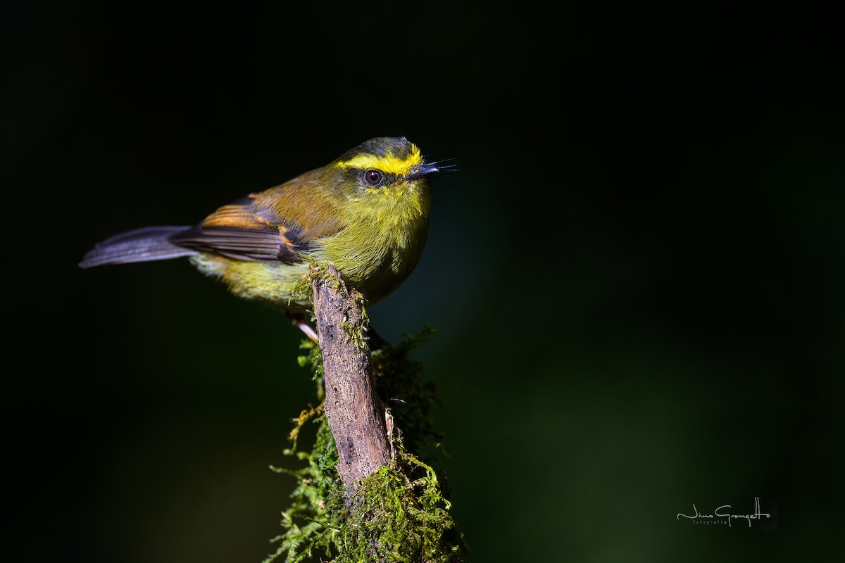 Yellow-bellied Chat-Tyrant - ML646508345