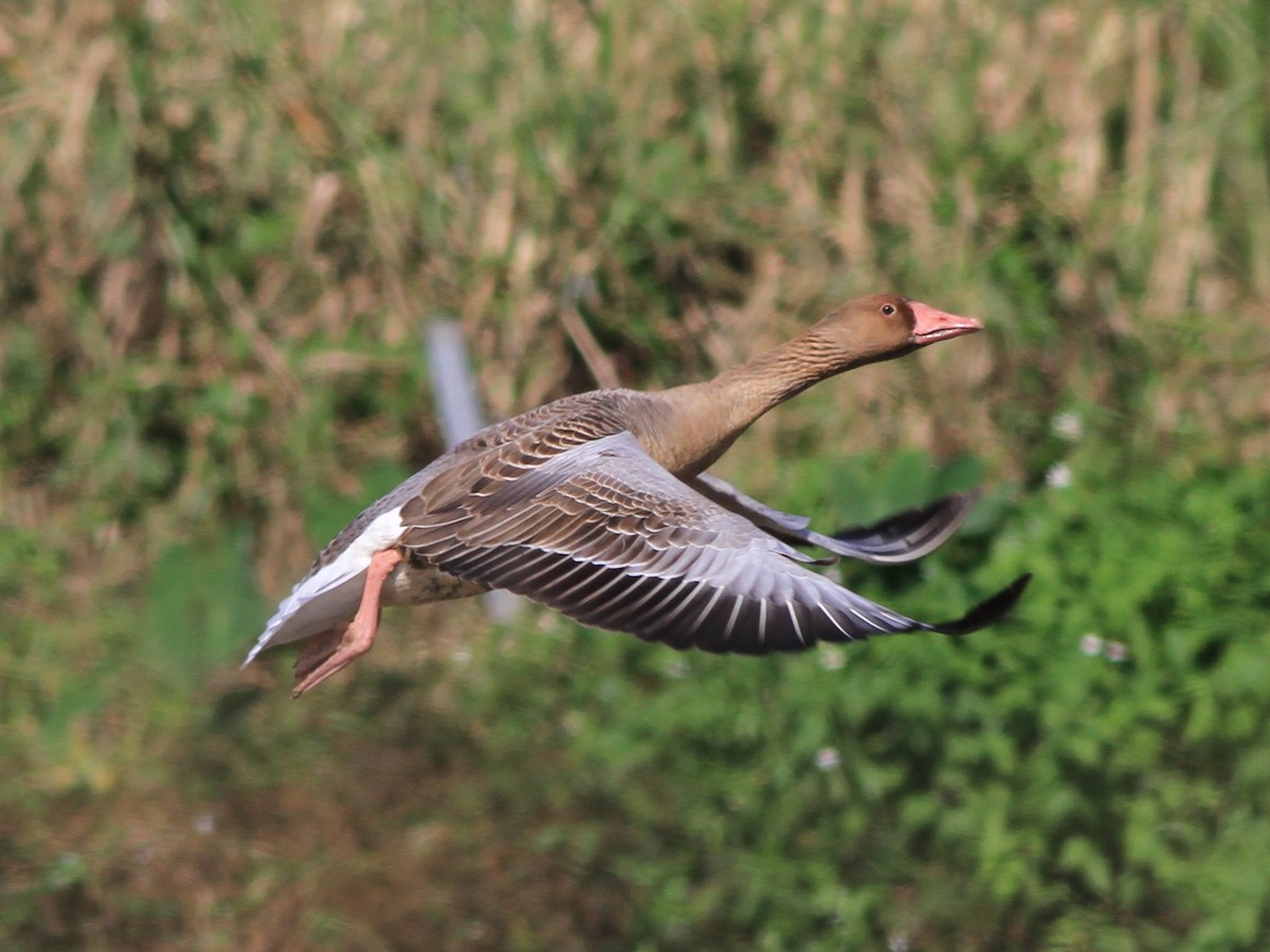 husa velká - ML646508353