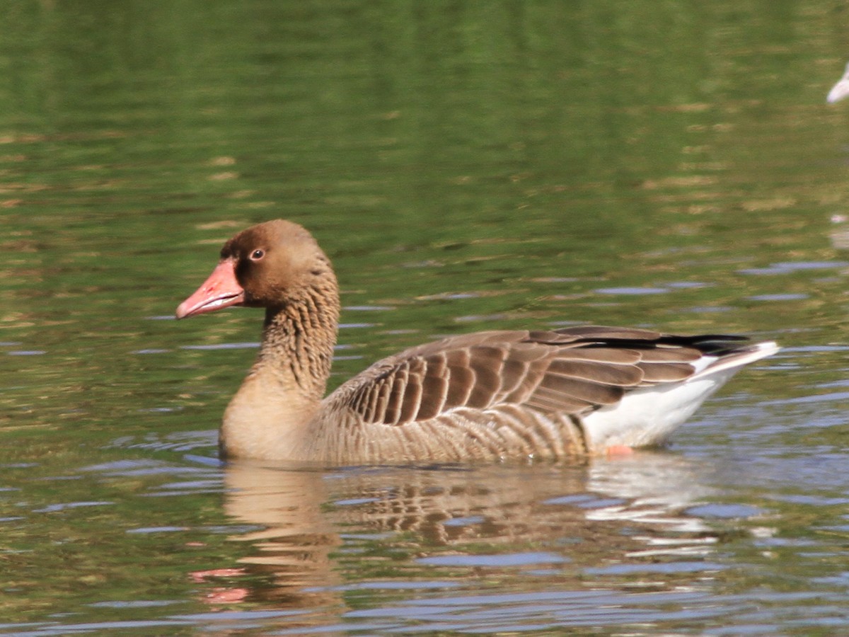 husa velká - ML646508354