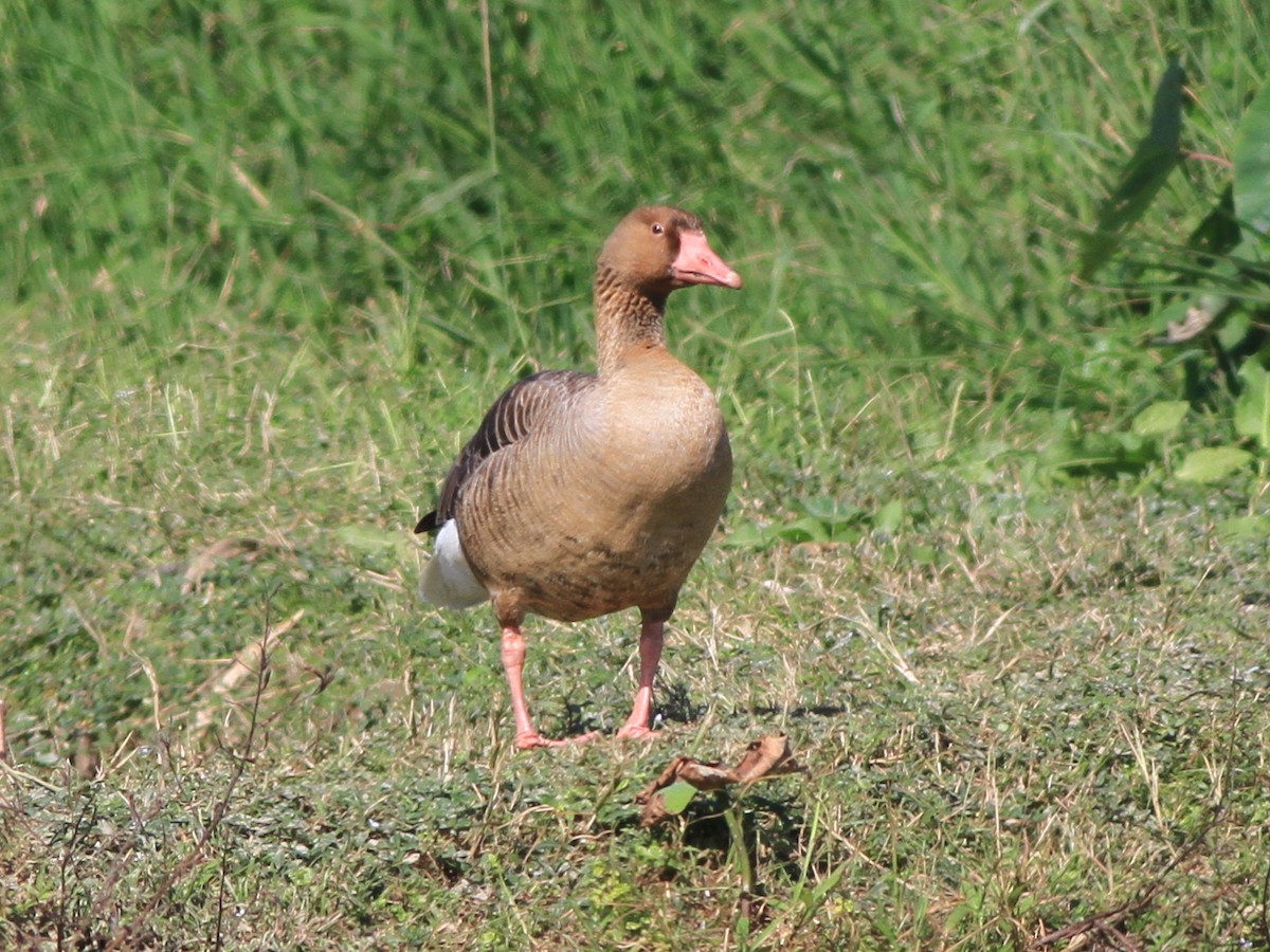 husa velká - ML646508355