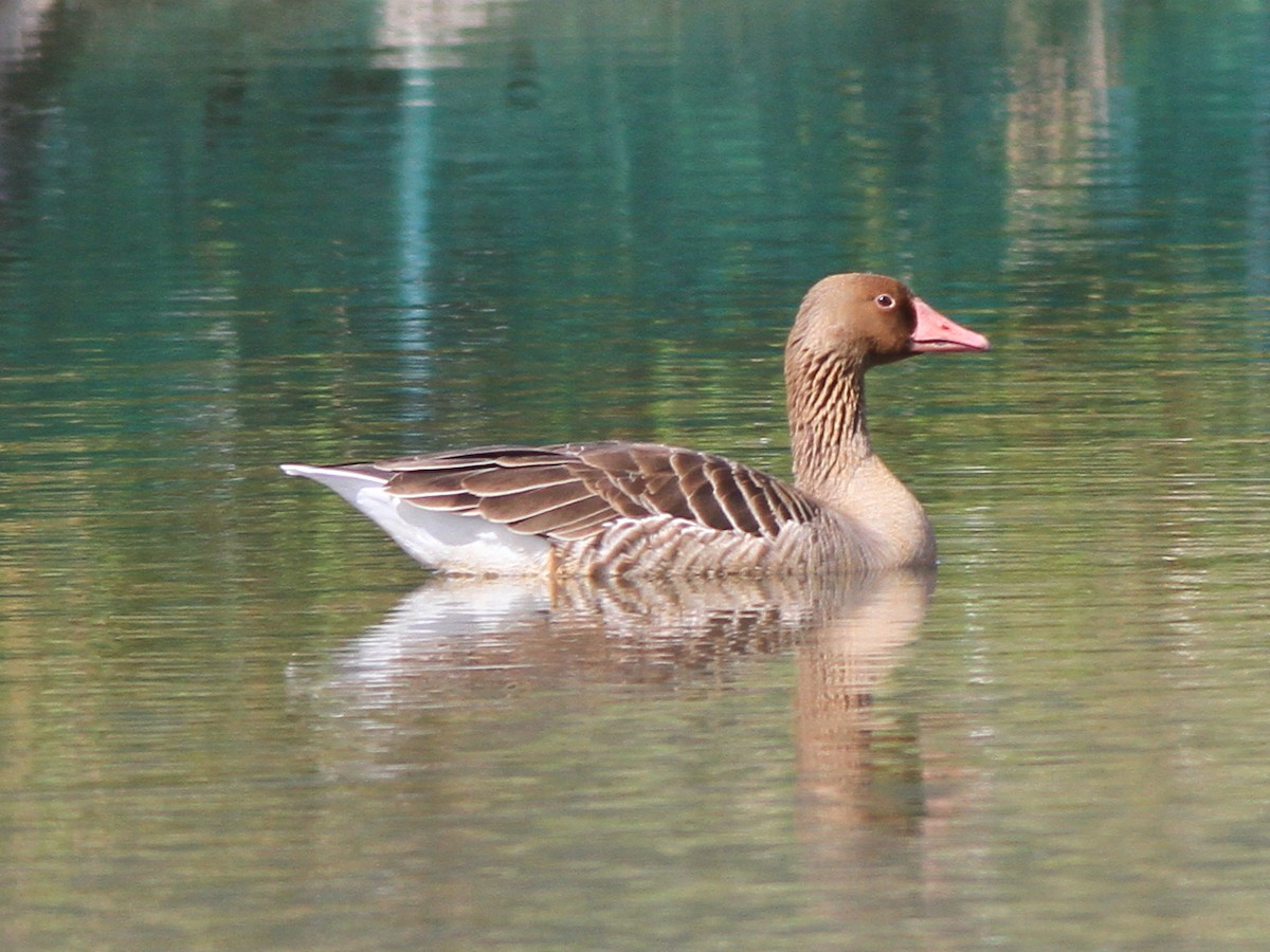 husa velká - ML646508356