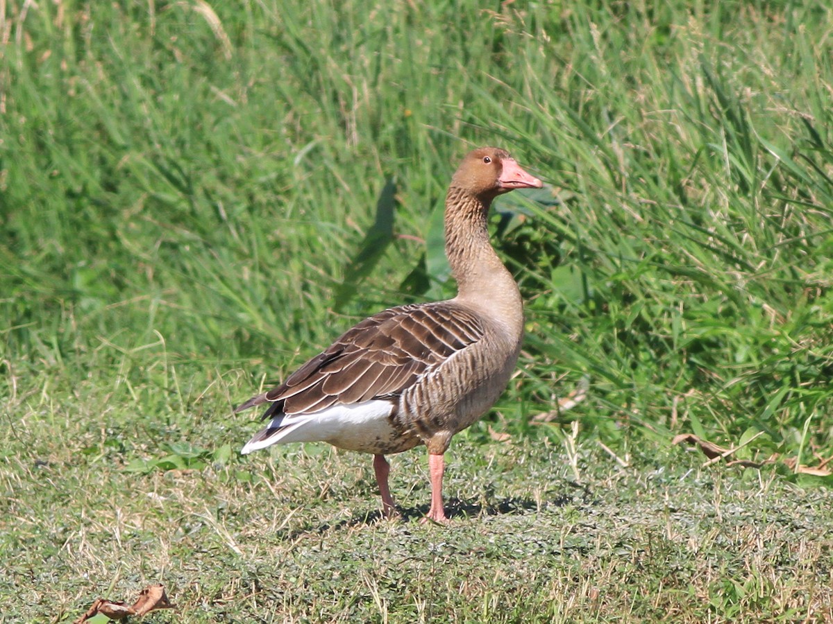 husa velká - ML646508357