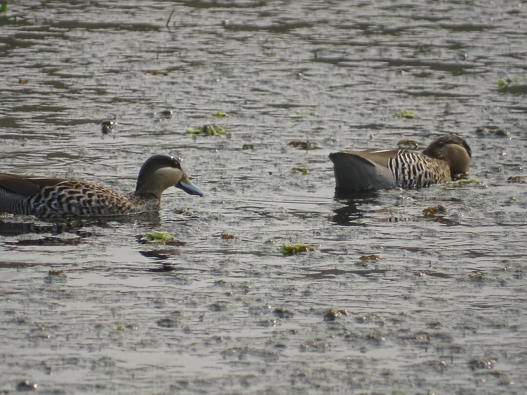 Чирянка чорноголова - ML646508358