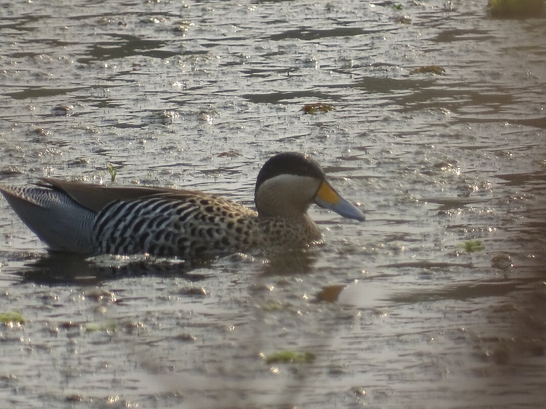 Чирянка чорноголова - ML646508359