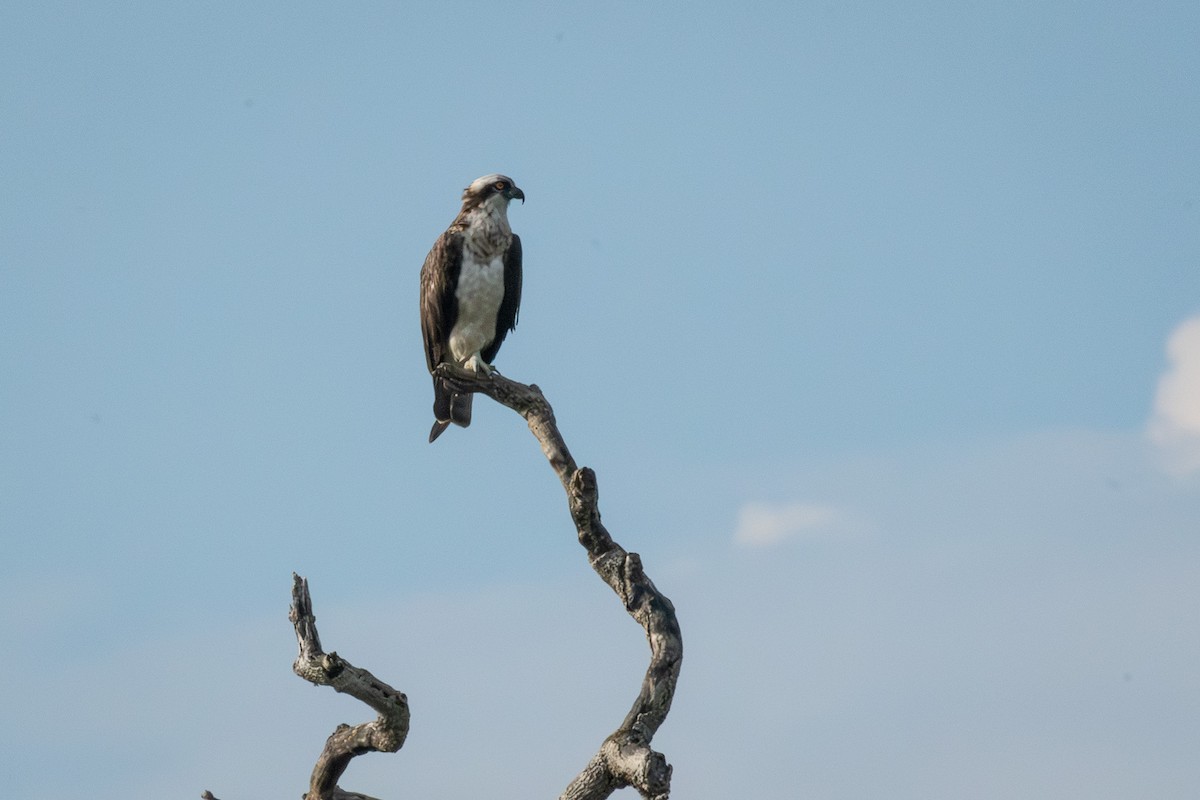 Falco pescatore - ML646508360