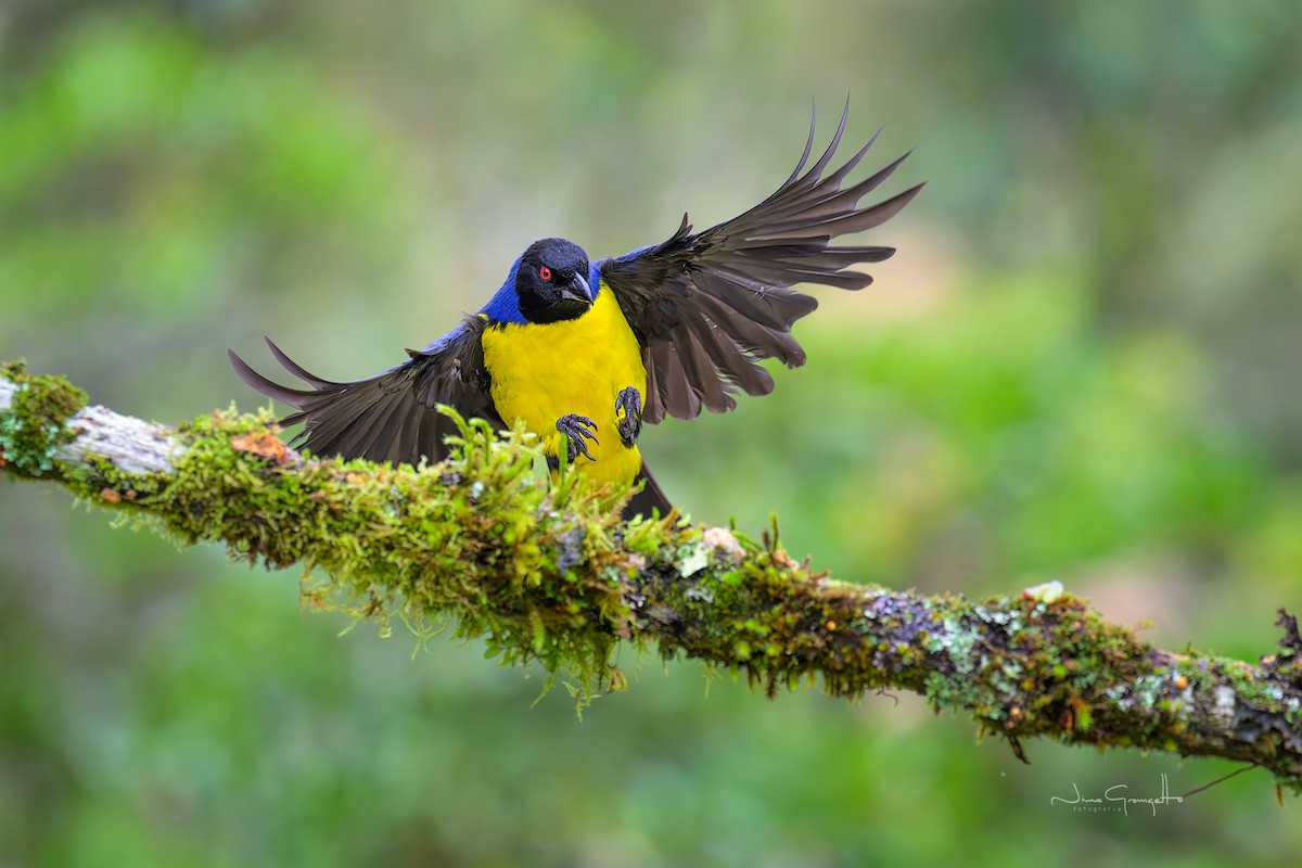 Hooded Mountain Tanager - ML646508361