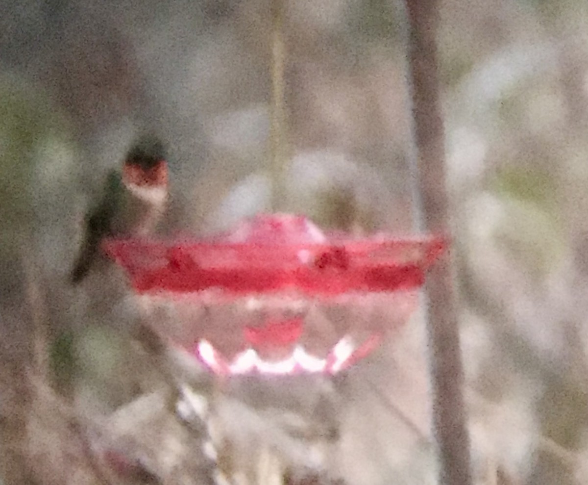 Ruby-throated Hummingbird - ML646508366