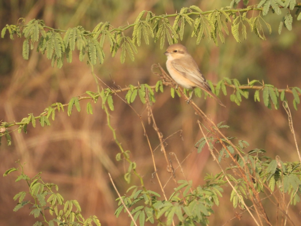 Isabellwürger - ML646508370