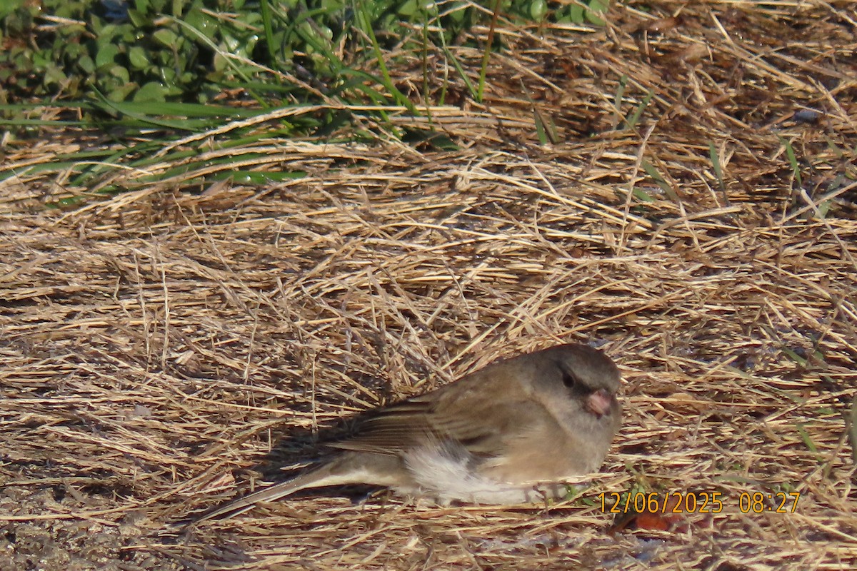 Dark-eyed Junco - ML646508371