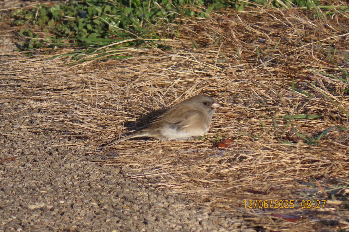 Dark-eyed Junco - ML646508372