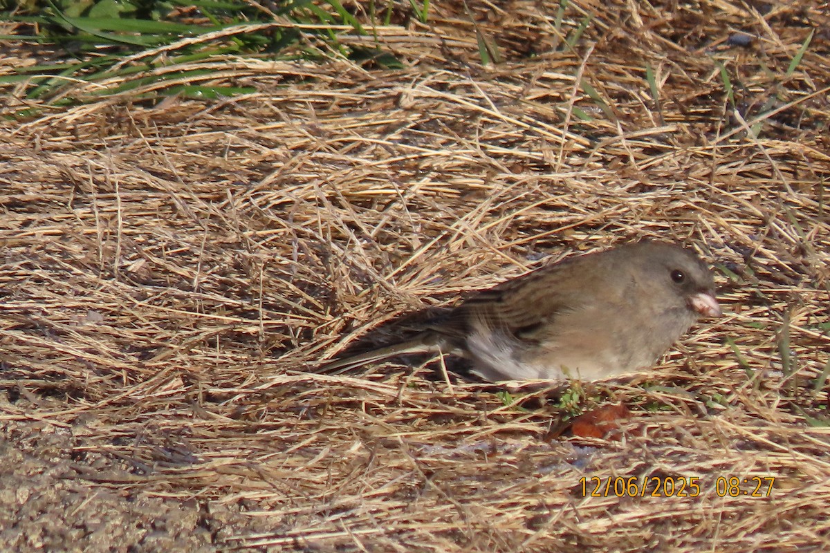 Dark-eyed Junco - ML646508373