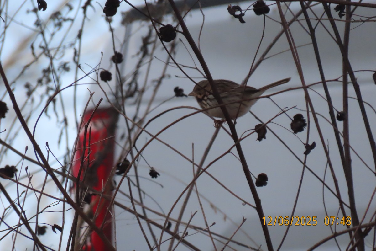 Song Sparrow - ML646508376