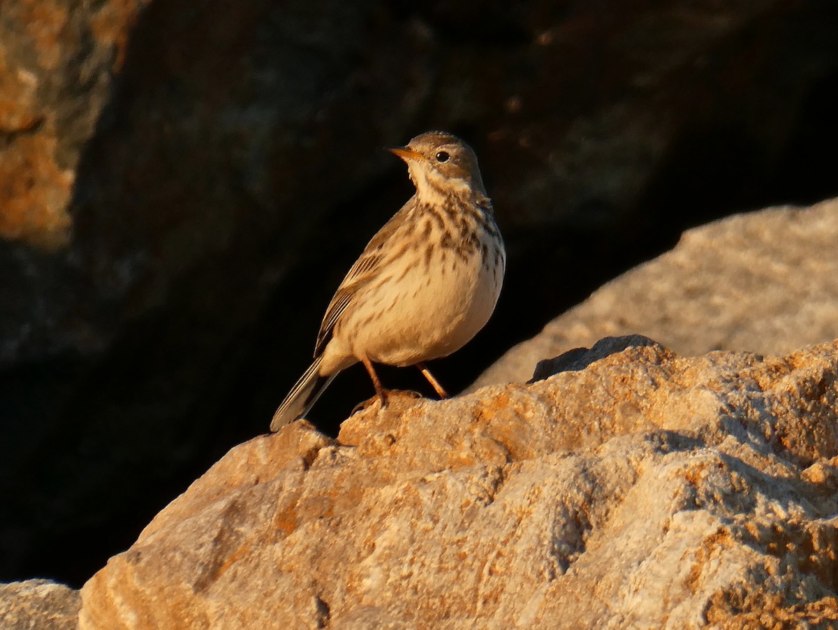 American Pipit - ML646508377