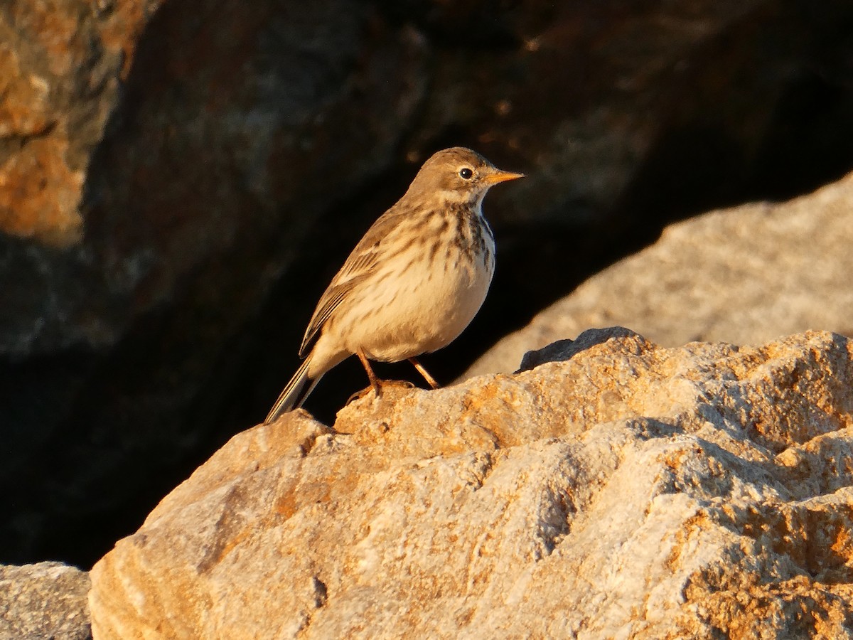 American Pipit - ML646508378
