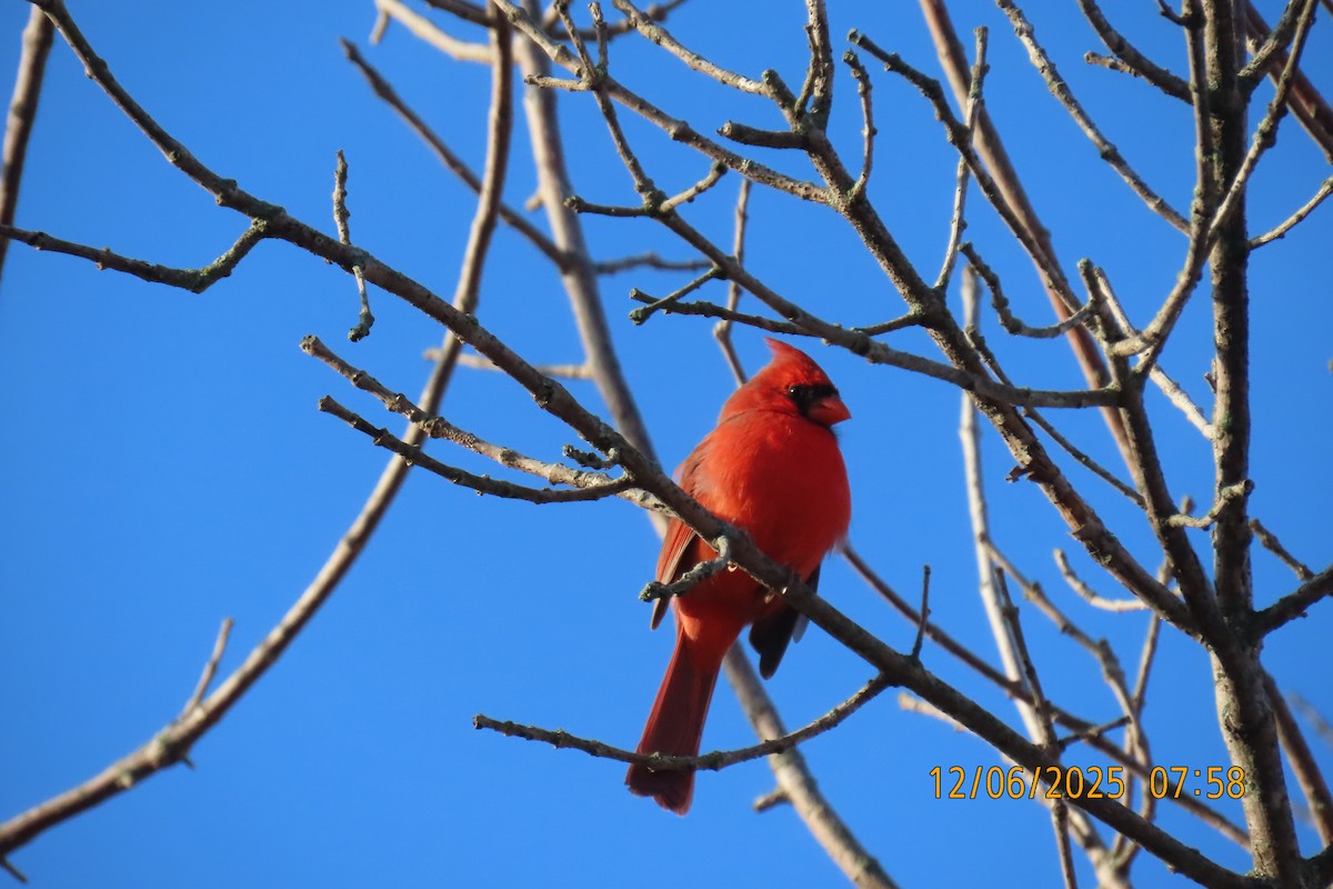 Northern Cardinal - ML646508379