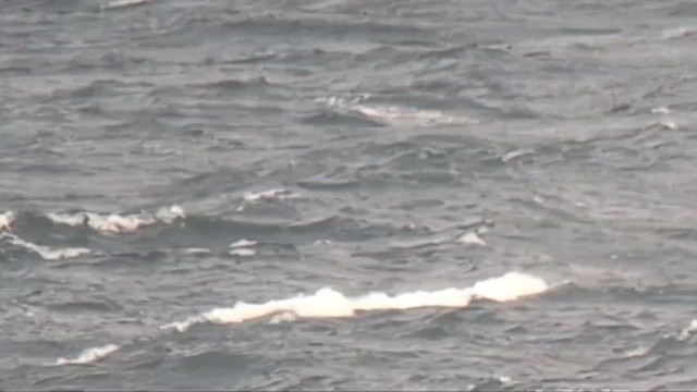 Буревісник великий - ML646508381