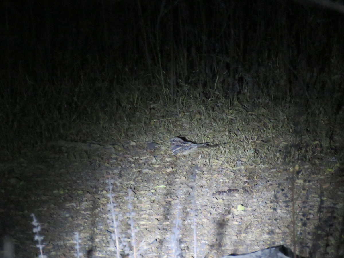 lelek dlouhoocasý - ML646508388