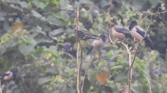 Шпак звичайний - ML646508389