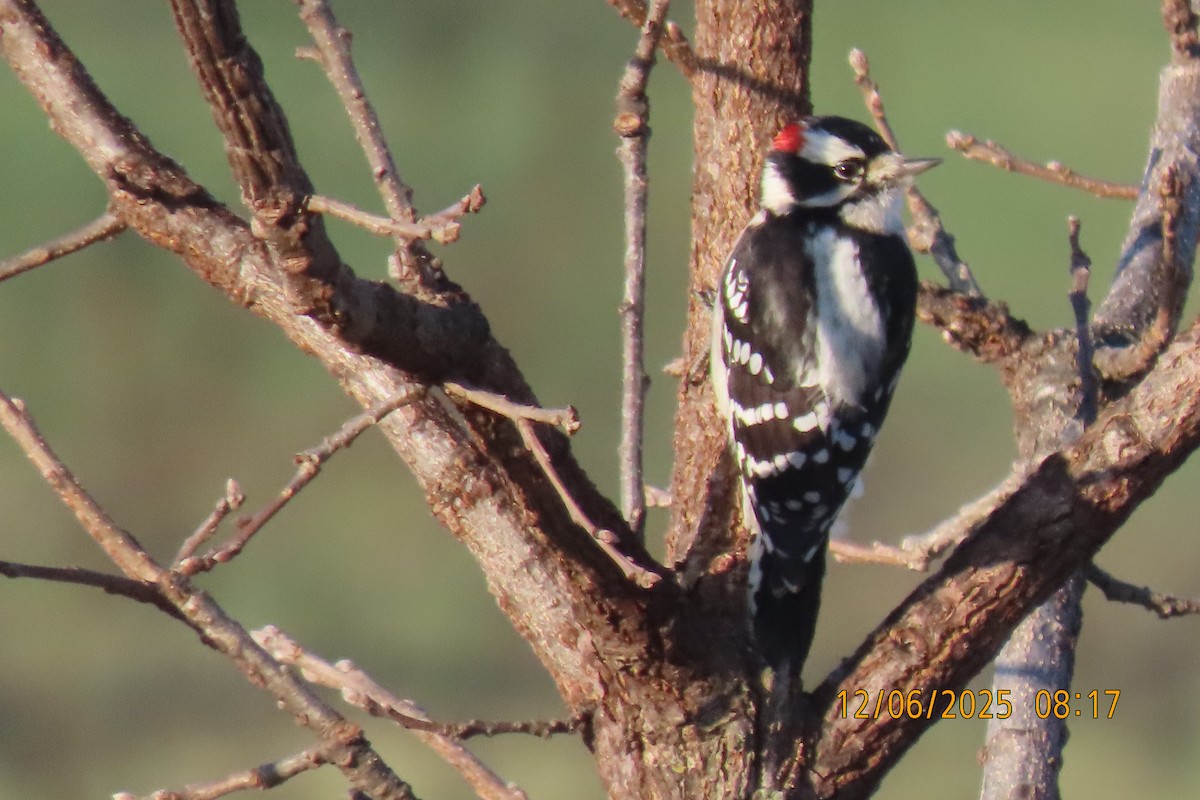 Dunenspecht - ML646508390