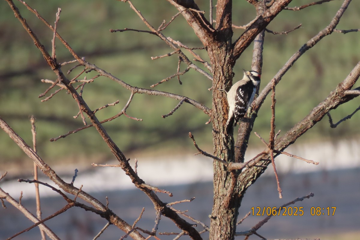 Dunenspecht - ML646508391