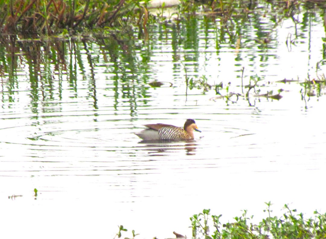 Чирянка чорноголова - ML646508393