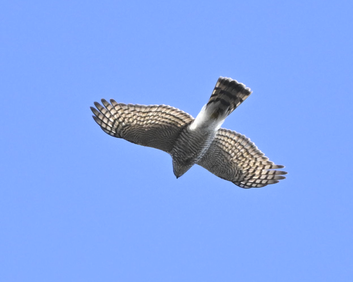 spurvehauk - ML646508394