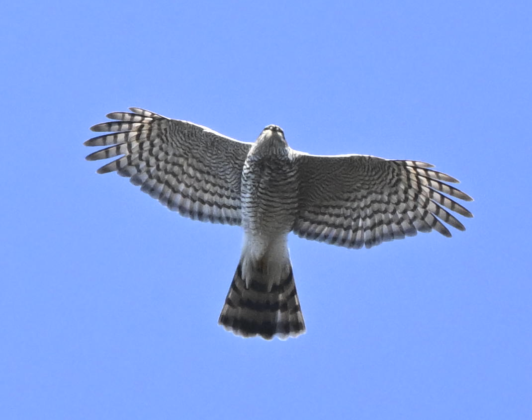 spurvehauk - ML646508396