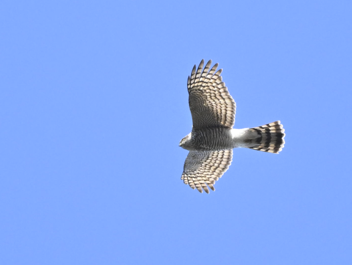 spurvehauk - ML646508397