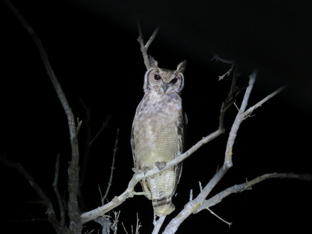 výr šedivý - ML646508398