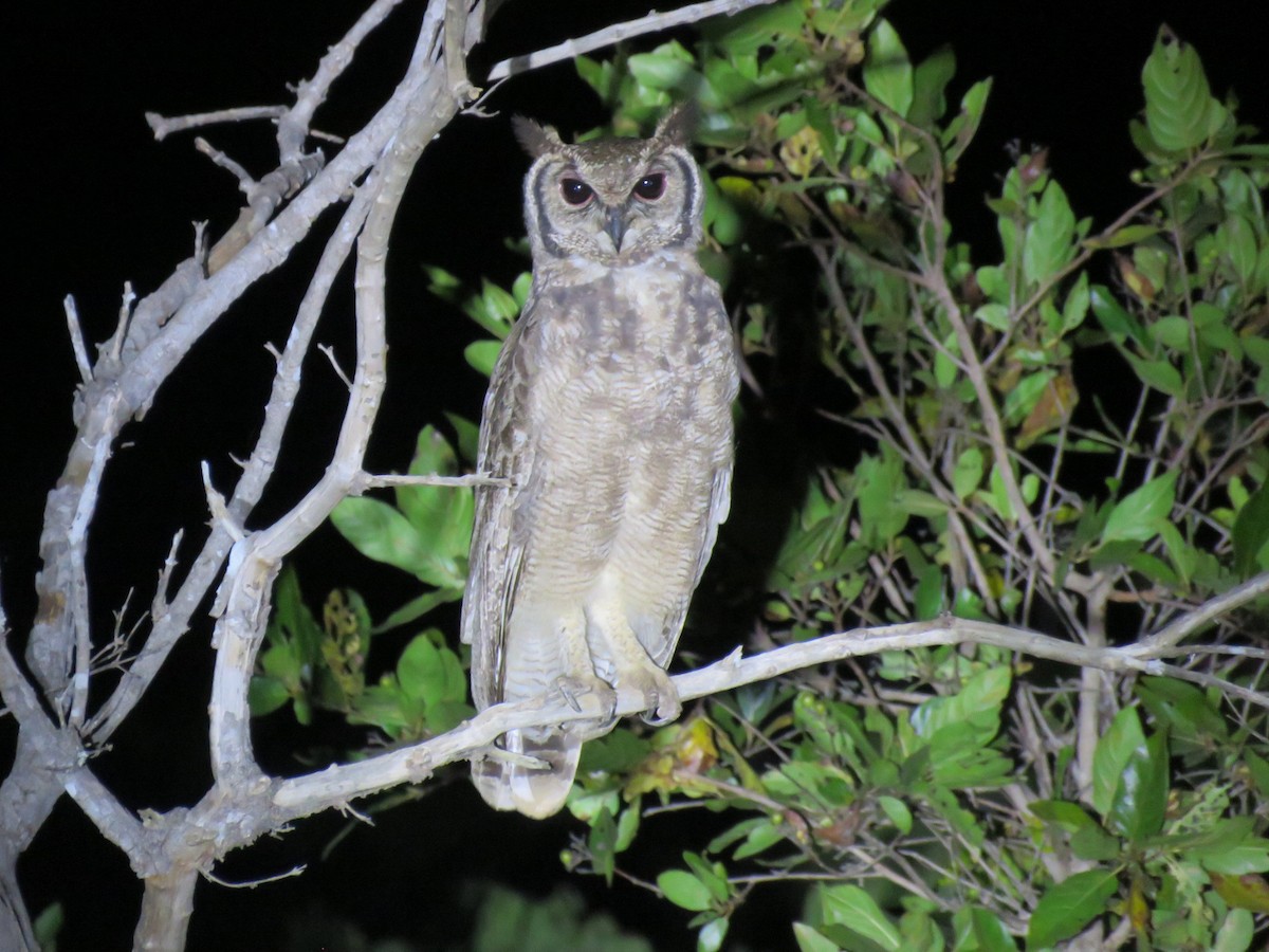 výr šedivý - ML646508400