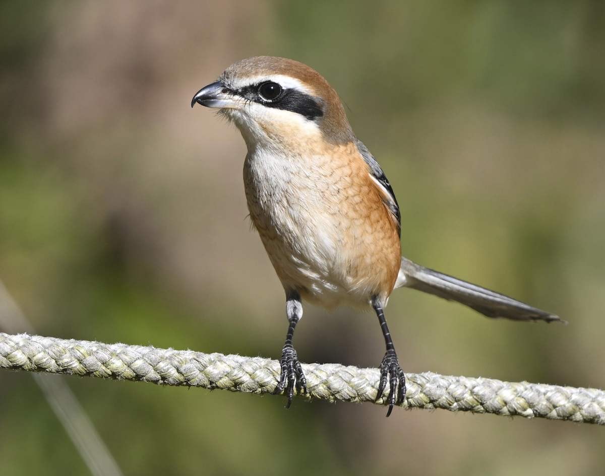 oksevarsler - ML646508403