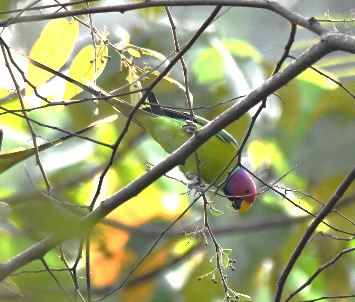 Plum-headed Parakeet - ML646508405