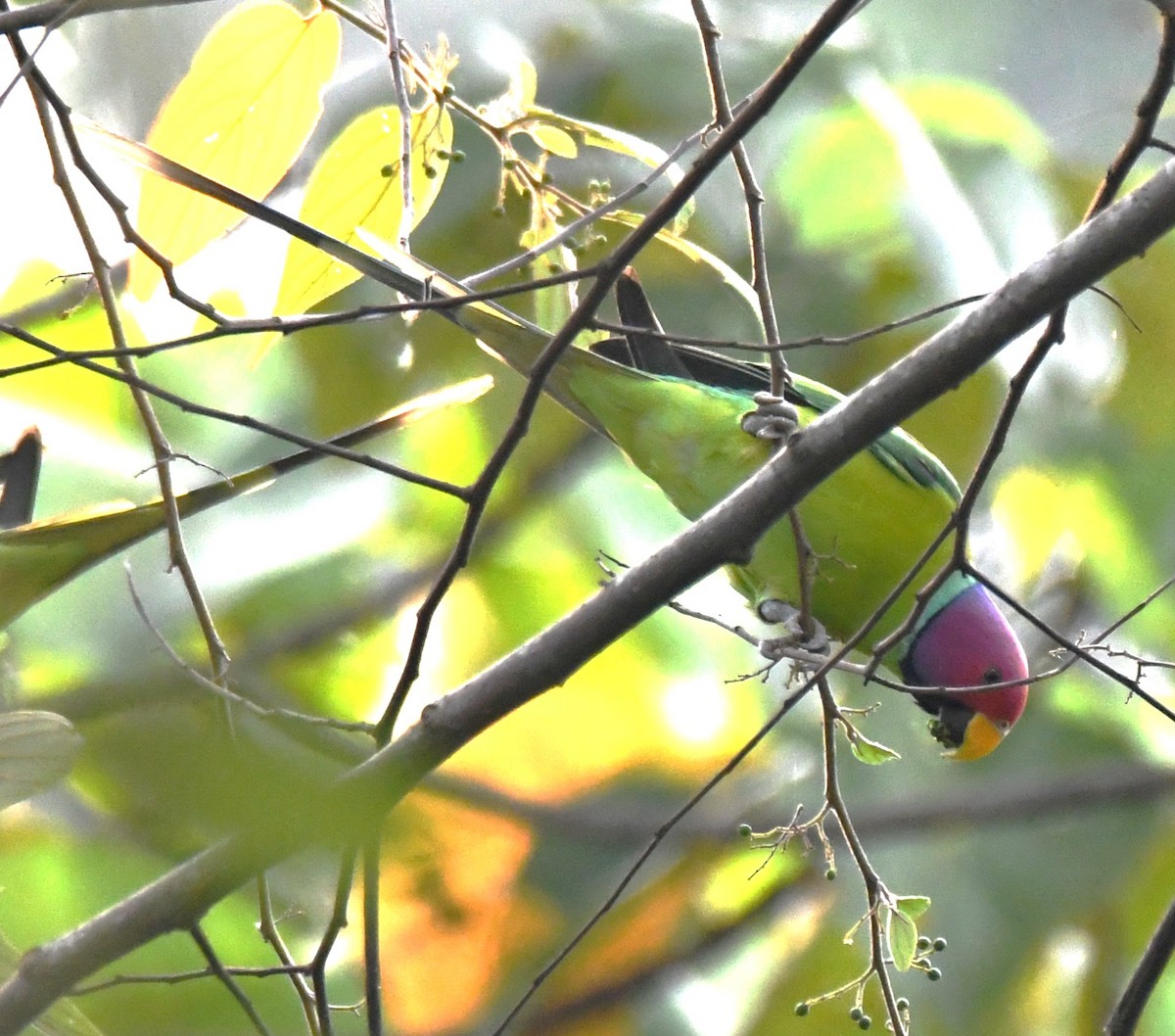 Plum-headed Parakeet - ML646508407