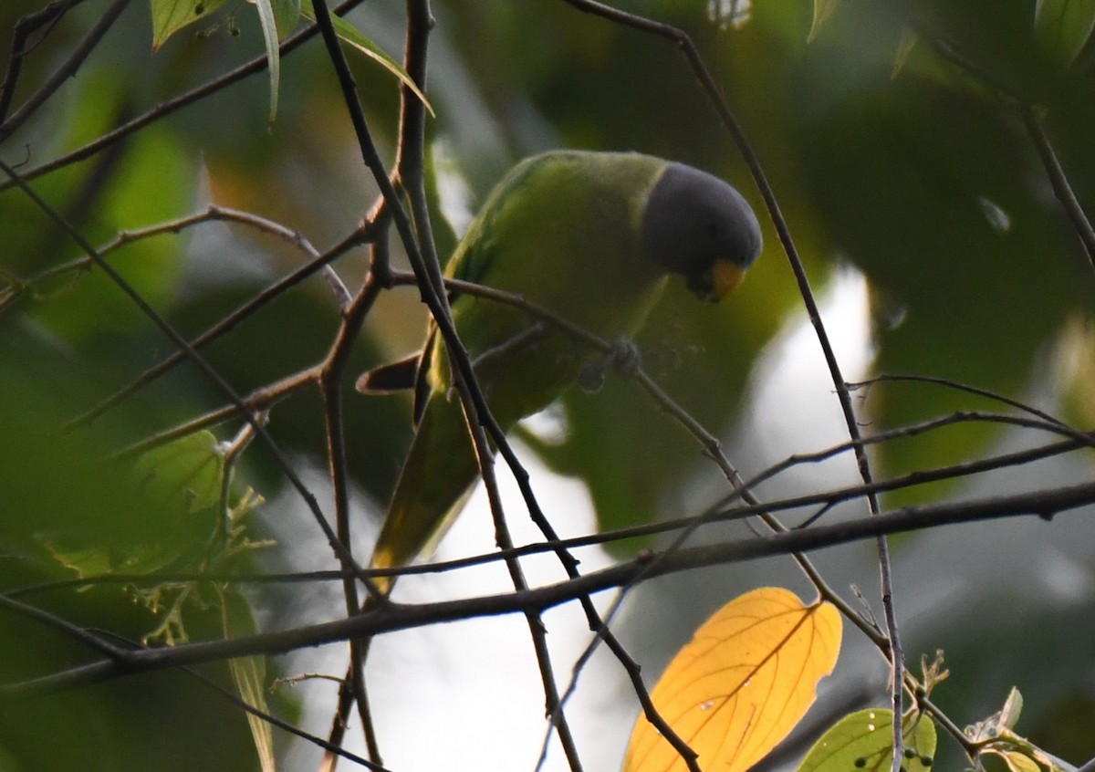 Plum-headed Parakeet - ML646508408