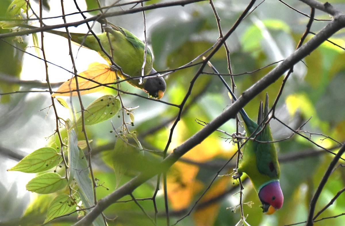 Plum-headed Parakeet - ML646508411