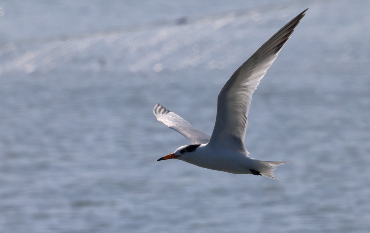 שחפית סינית - ML646508412