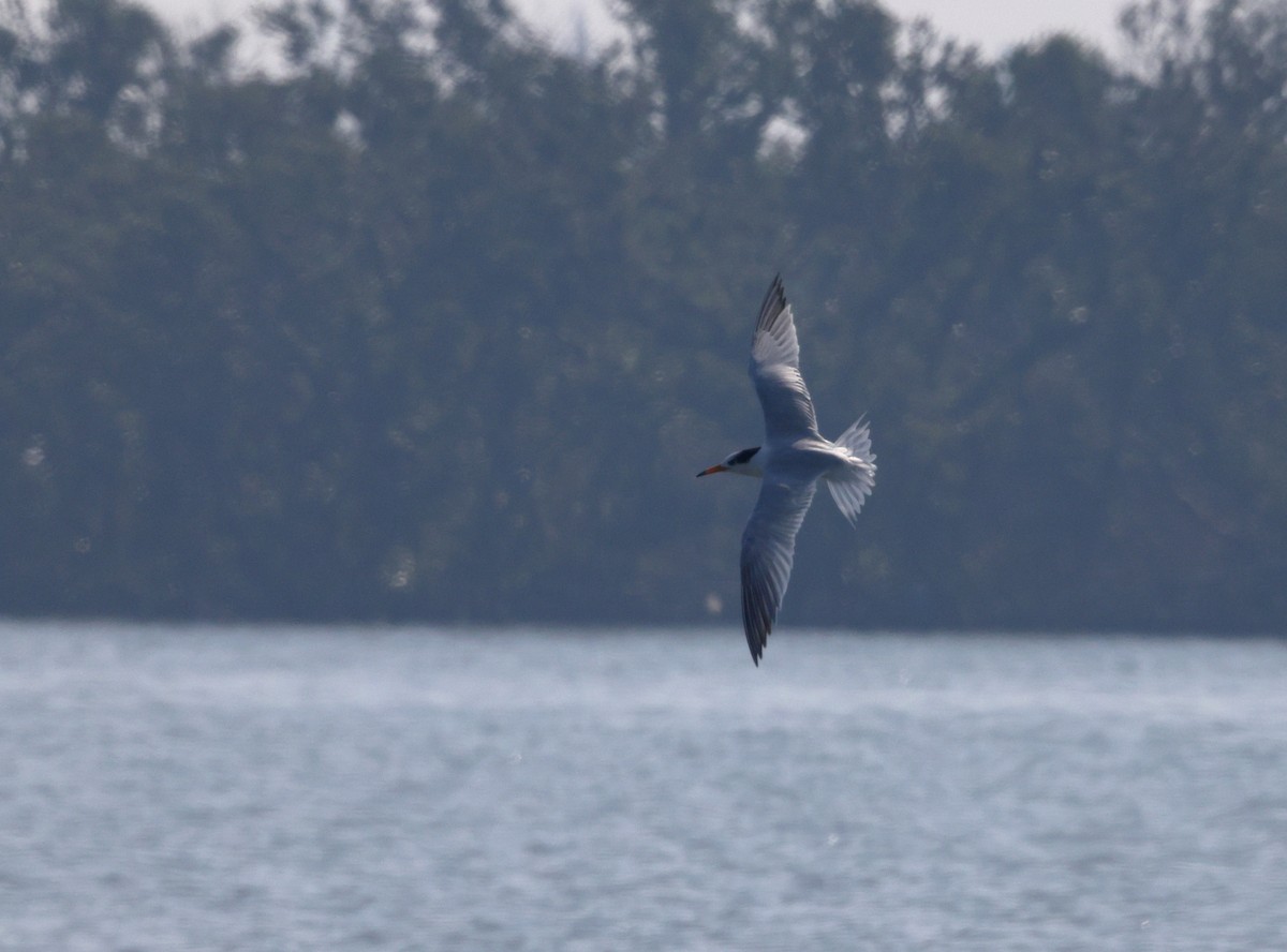 שחפית סינית - ML646508416
