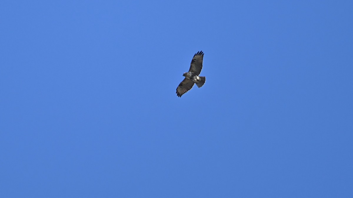 amurvåk - ML646508417